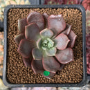 Echeveria 'Vasilisa' 1"-2" New Hybrid Succulent Plant