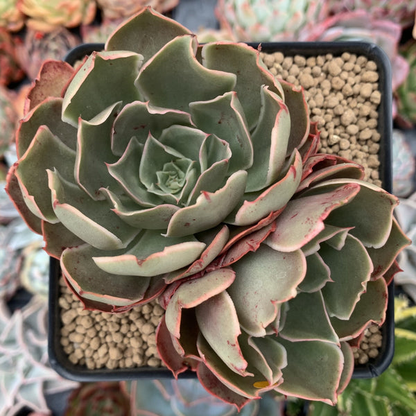 longissima succulent Echeveria 'Longissima' 3