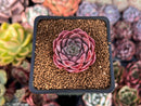 Echeveria Hybrid sp. 1"-2" Succulent Plant