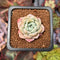 Echeveria 'Pink Spot' 1" Succulent Plant