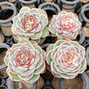 Echeveria 'Red Velvet' 2" *Set of 4* Succulent Plants
