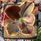 Echeveria 'Fimbriata' Variegated AKA 'Fasciculata' 3" Succulent Plant