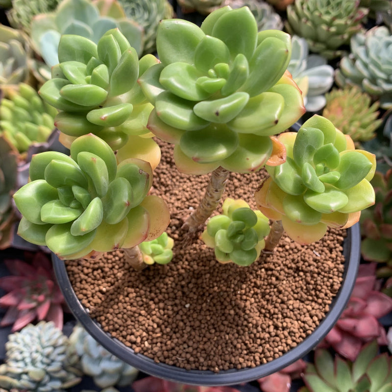 sedeveria peridot succulent Echeveria 'Peridot' 4" Cluster Succulent Plant – True Succulents Plant Co