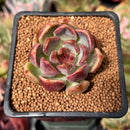 Echeveria 'Violet Cheese' 2" Succulent Plant