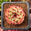 Echeveria 'Moonstone' 1" Succulent Plant