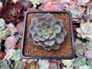Echeveria 'Moranii' 2" New Hybrid Succulent Plant