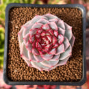 Echeveria 'Red Velvet' 2" Succulent Plant