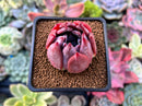Echeveria 'Colorata Brandtii' 2" Succulent Plant