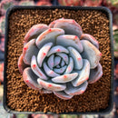 Echeveria 'Ivory' 2" Succulent Plant