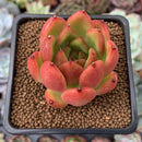Echeveria Agavoides sp. 2" Succulent Plant