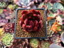 Echeveria Agavoides 'Helia' 1"-2" Succulent Plant