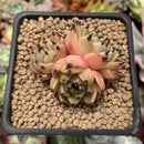 Echeveria Agavoides 'Sarabony' Superclone 1"-2" Succulent Plant
