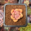 Echeveria 'Pink Dot' 1" Small New Hybrid Succulent Plant