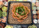 Echeveria Agavoides 'Salu' 2" Succulent Plant