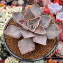 Echeveria 'Rodolfi' 4" Succulent Plant
