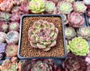 Echeveria 'Amethyst' 2" Succulent Plant