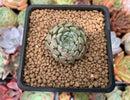 Echeveria 'Blackthorn' 1" Succulent Plant