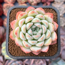 Echeveria 'Narcissism' 2" Succulent Plant