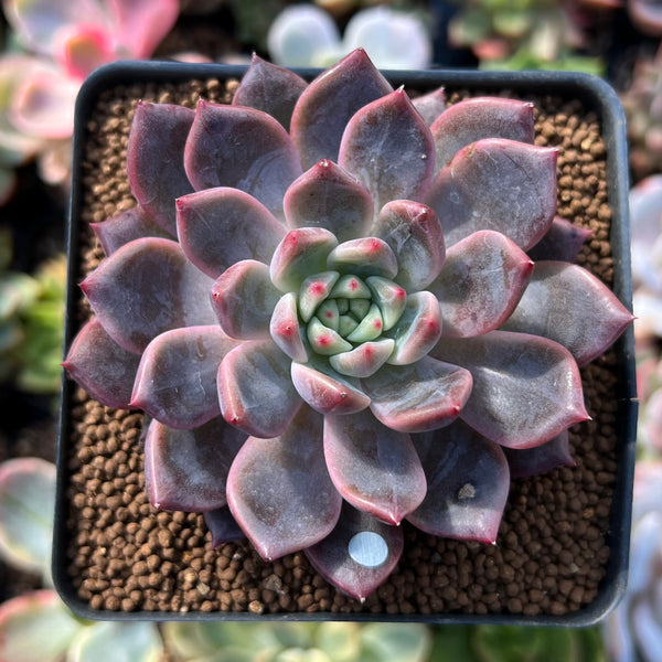 Echeveria 'Pink Shop' 2"-3" Succulent Plant