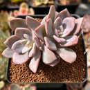 Echeveria 'Missing You' 2" Cluster Succulent Plant