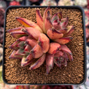 Echeveria Agavoides 'Topaz' 3" Succulent Plant