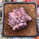 Echeveria 'Mata' 2" Succulent Plant