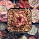 Echeveria sp. 1" Succulent Plant