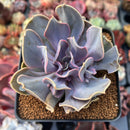 Echeveria 'Valkyrie' 3" Succulent Plant