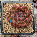 Echeveria Agavoides 'Fire Pillar' 2"-3" Succulent Plant