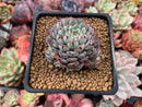 Echeveria sp. 2" Succulent Plant