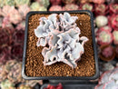 Echeveria 'Crispate Beauty' 2" Triple Headed Cluster Succulent Plant