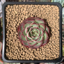 Echeveria 'Dancing Bird' 2" Succulent Plant