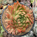 Echeveria Agavoides 'Red Gilva' Hybrid 5" Succulent Plant