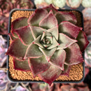 Echeveria 'Love and Soul' 3" Succulent Plant