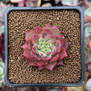 Echeveria Agavoides 'Shani' 1" Succulent Plant