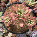 Echeveria 'Minibelle' Variegated Cluster 3"-4" Succulent Plant