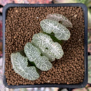 Haworthia Truncata 'Woohee' 2" Succulent Plant