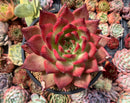 Echeveria Agavoides 'Amestro' 5"-6" Large Succulent Plant