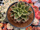 Echeveria 'Yamatoren' 4" Succulent Plant