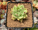 Echeveria Agavoides 'Maria' 2"-3" Succulent Plant
