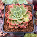Echeveria 'Ice Pinky' 2" Succulent Plant