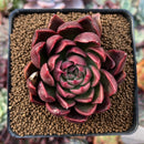 Echeveria Agavoides 'Pluto' 2" Succulent Plant