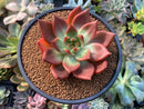 Echeveria Agavoides 'Amestro' 5" Succulent Plant