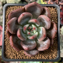Echeveria 'Sharman' 2" Succulent Plant