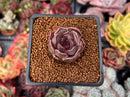 Echeveria 'Fushike' 1" Succulent Plant