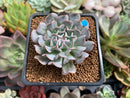 Echeveria 'Revolution' 2" New Hybrid Succulent Plant