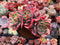 Echeveria 'Luella' Variegated 5" Cluster Succulent Plant