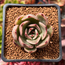 Echeveria Agavoides 'Padma' 2" Succulent Plant