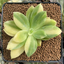 Echeveria 'Golden Glow' Variegated 2"-3" Succulent Plant