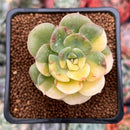 Echeveria 'Nicksana' Variegated 2" Succulent Plant